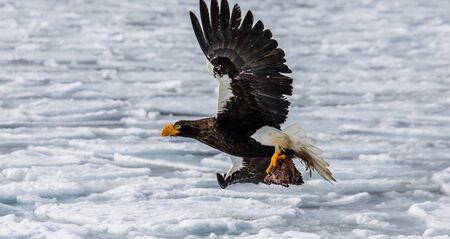 Steller's sea eagle in flight with prey on a background of the frozen sea. Japan. Hakkaydo. Shiretoko Peninsula. Shiretoko National Park. An excellent illustration.の写真素材