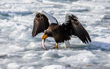 Steller's sea eagle sits on ice of frozen sea. Japan. Hakkaydo. Shiretoko Peninsula. Shiretoko National Park. An excellent illustration.の写真素材