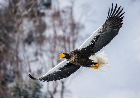 Steller's sea eagle in flight on background of snowy hills. Japan. Hakkaydo. Shiretoko Peninsula....