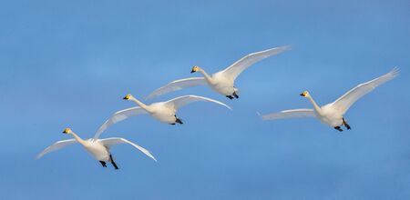 Group of swans in flight a blue sky background. Japan. Hokkaido. Tsurui. An excellent illustration.の写真素材
