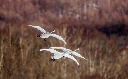 Group of swans in flight on a background of of winter hills. Japan. Hokkaido. Tsurui. An excellent illustration.の写真素材
