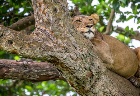 Lioness lying on a big tree. Close-up. Uganda. East Africa. An excellent illustration.の写真素材