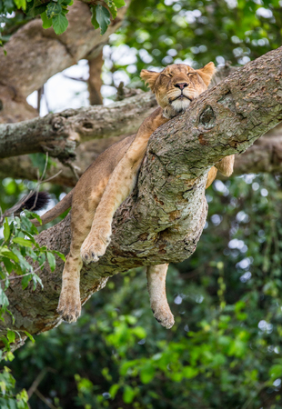 Lioness lying on a big tree. Close-up. Uganda. East Africa. An excellent illustration.の写真素材