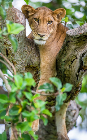 Lioness lying on a big tree. Close-up. Uganda. East Africa. An excellent illustration.の写真素材