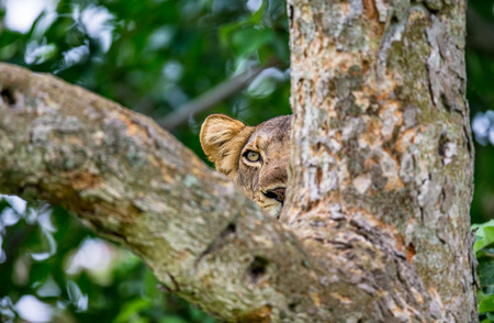 Lioness on a big tree. Close-up. Uganda. East Africa. An excellent illustration.の写真素材