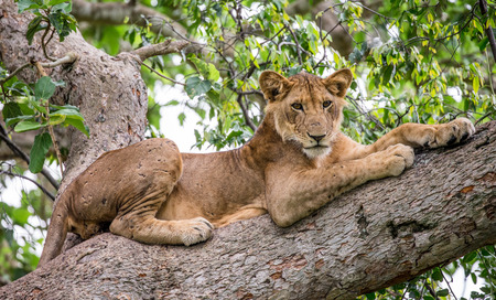 Lioness lying on a big tree. Close-up. Uganda. East Africa. An excellent illustration.の写真素材