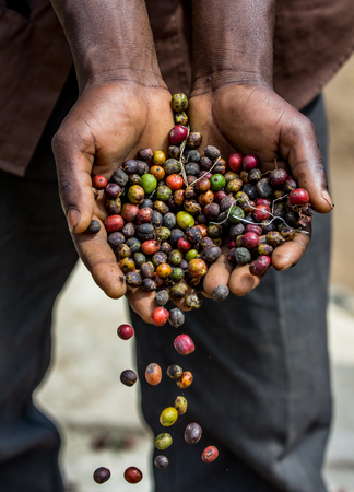 Grains of ripe coffee in the handbreadths of a person. East Africa. Coffee plantation. An excellent illustration.の写真素材