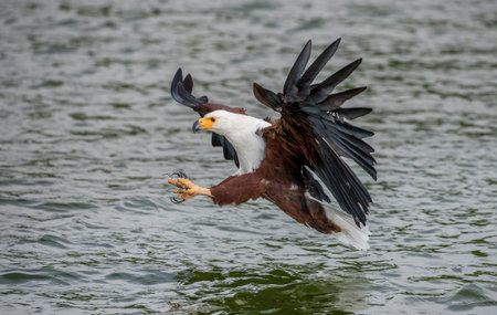 Moment of the African fish eagle's attack on the fish in the water. East Africa. Uganda. Great...