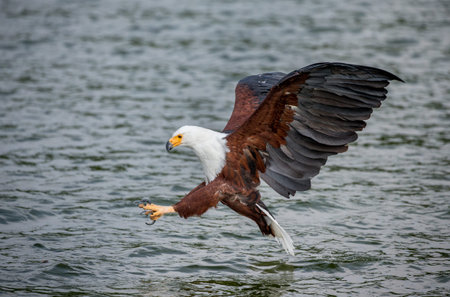 Moment of the African fish eagle's attack on the fish in the water. East Africa. Uganda. Great...
