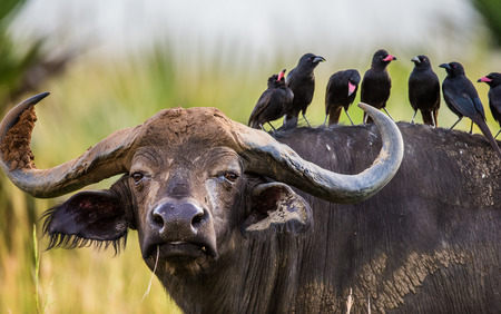 Buffalo in the savannah with birds on its back. Africa. Uganda. An excellent illustration.の写真素材