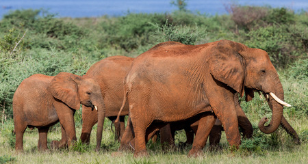 Group of elephants in a Murchisons folls national park. Afrisa. Uganda. An excellent illustration.の写真素材