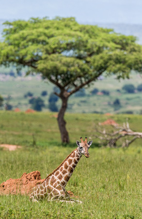 Giraffe lies on the grass. Africa. Uganda. An excellent illustration.の写真素材