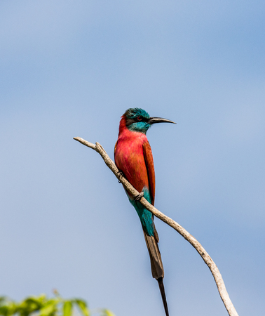 Carmine Bee-eater sits on a branch against a blue sky. Africa. Uganda. An excellent illustration.の写真素材