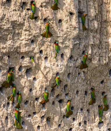 Big colony of the Bee-eaters in their burrows on a clay wall. Africa. Uganda. An excellent illustration.の写真素材