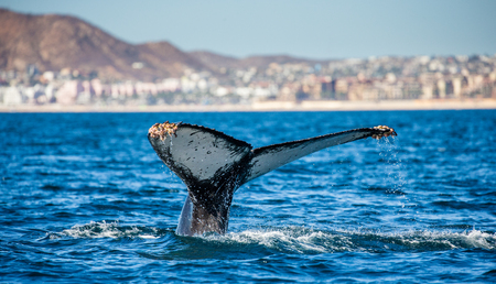 Tail of the humpback whale. Mexico. Sea of ??Cortez. California Peninsula. An excellent illustration.の写真素材