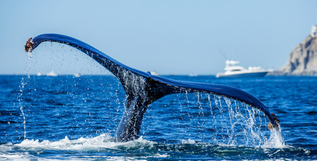 Tail of the humpback whale. Mexico. Sea of ??Cortez. California Peninsula. An excellent illustration.の写真素材