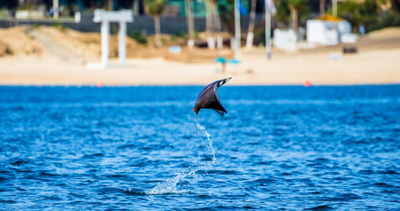 Mobula ray is a jumping in the background of the beach of Cabo San Lucas. Mexico. Sea of ??Cortez. California Peninsula. An excellent illustration.の写真素材