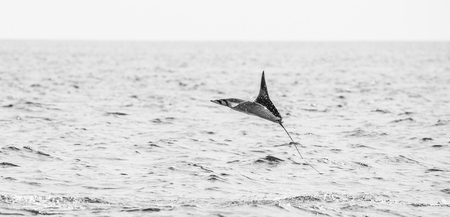 Mobula ray is jumps out of the water. Mexico. Sea of ??Cortez. California Peninsula. An excellent illustration.の写真素材