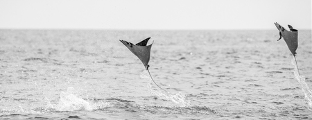 Mobula rays are jumps out of the water. Mexico. Sea of ??Cortez. California Peninsula. An excellent illustration.の写真素材