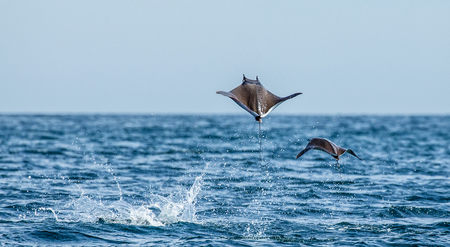 Mobula rays are jumps out of the water. Mexico. Sea of ??Cortez. California Peninsula. An excellent illustration.の写真素材