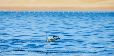 Mobula ray is a jumping in the background of the beach of Cabo San Lucas. Mexico. Sea of ??Cortez. California Peninsula. An excellent illustration.の写真素材