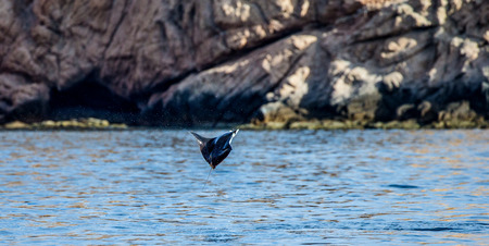 Mobula ray is jumps out of the water. Mexico. Sea of ??Cortez. California Peninsula. An excellent illustration.の写真素材