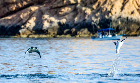 Mobula rays are jumps out of the water. Mexico. Sea of ??Cortez. California Peninsula. An excellent illustration.の写真素材