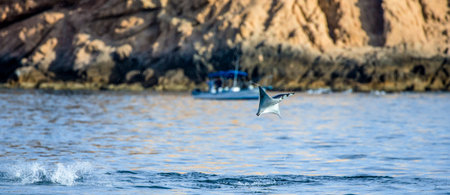 Mobula ray is jumps out of the water. Mexico. Sea of ??Cortez. California Peninsula. An excellent illustration.の写真素材