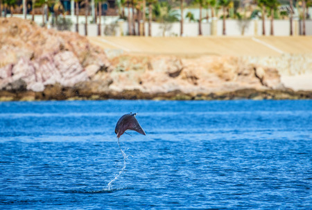 Mobula ray is a jumping in the background of the beach of Cabo San Lucas. Mexico. Sea of ??Cortez. California Peninsula. An excellent illustration.の写真素材
