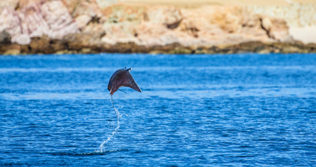 Mobula ray is a jumping in the background of the beach of Cabo San Lucas. Mexico. Sea of ??Cortez. California Peninsula. An excellent illustration.の写真素材