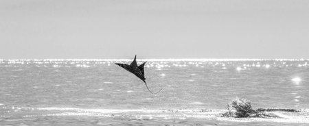Mobula ray is jumps out of the water. Mexico. Sea of ??Cortez. California Peninsula. An excellent...