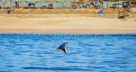 Mobula ray is a jumping in the background of the beach of Cabo San Lucas. Mexico. Sea of ??Cortez. California Peninsula. An excellent illustration.の写真素材