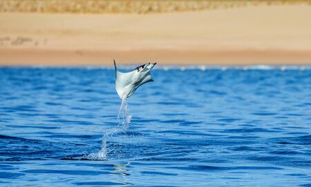 Mobula ray is a jumping in the background of the beach of Cabo San Lucas. Mexico. Sea of ??Cortez. California Peninsula. An excellent illustration.の写真素材