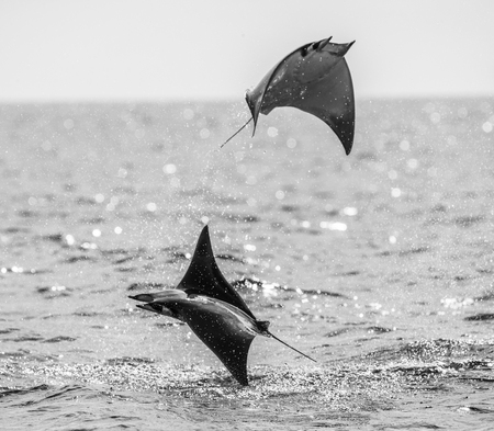 Mobula rays are jumps out of the water. Mexico. Sea of ??Cortez. California Peninsula. An excellent illustration.の写真素材