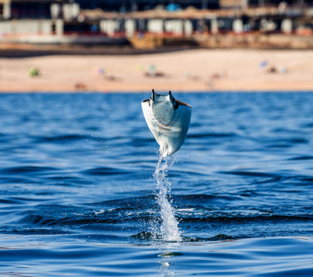 Mobula ray is a jumping in the background of the beach of Cabo San Lucas. Mexico. Sea of ??Cortez....