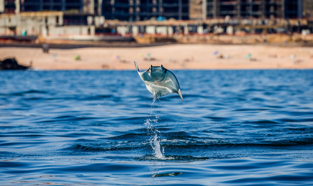 Mobula ray is a jumping in the background of the beach of Cabo San Lucas. Mexico. Sea of ??Cortez. California Peninsula. An excellent illustration.の写真素材