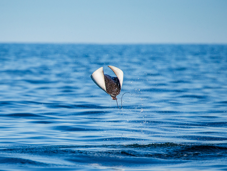 Mobula ray is jumps out of the water. Mexico. Sea of ??Cortez. California Peninsula. An excellent illustration.の写真素材