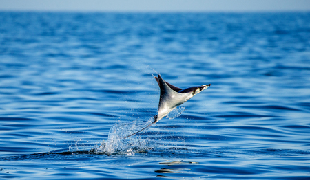 Mobula ray is jumps out of the water. Mexico. Sea of ??Cortez. California Peninsula. An excellent illustration.の写真素材