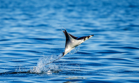 Mobula ray is jumps out of the water. Mexico. Sea of ??Cortez. California Peninsula. An excellent illustration.の写真素材