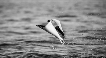 Mobula ray is jumps out of the water. Mexico. Sea of ??Cortez. California Peninsula. An excellent illustration.の写真素材