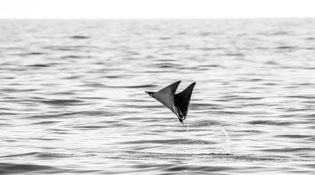 Mobula ray is jumps out of the water. Mexico. Sea of ??Cortez. California Peninsula. An excellent illustration.の写真素材