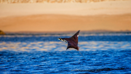 Mobula ray is jumps out of the water. Mexico. Sea of ??Cortez. California Peninsula. An excellent illustration.の写真素材