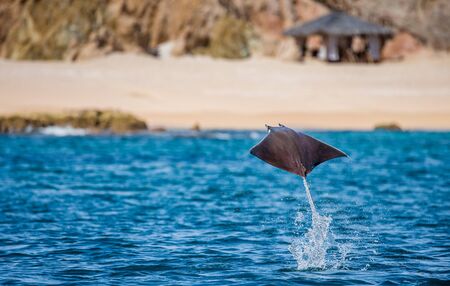 Mobula ray is a jumping in the background of the beach of Cabo San Lucas. Mexico. Sea of ??Cortez. California Peninsula. An excellent illustration.の写真素材