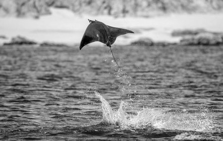 Mobula ray is a jumping in the background of the beach of Cabo San Lucas. Mexico. Sea of ??Cortez. California Peninsula. An excellent illustration.の写真素材