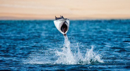 Mobula ray is a jumping in the background of the beach of Cabo San Lucas. Mexico. Sea of ??Cortez. California Peninsula. An excellent illustration.の写真素材
