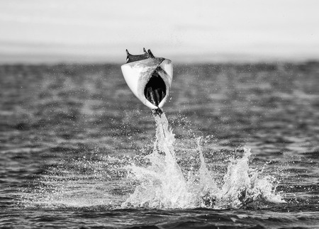 Mobula ray is a jumping in the background of the beach of Cabo San Lucas. Mexico. Sea of ??Cortez. California Peninsula. An excellent illustration.の写真素材