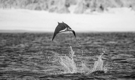 Mobula ray is a jumping in the background of the beach of Cabo San Lucas. Mexico. Sea of ??Cortez. California Peninsula. An excellent illustration.の写真素材