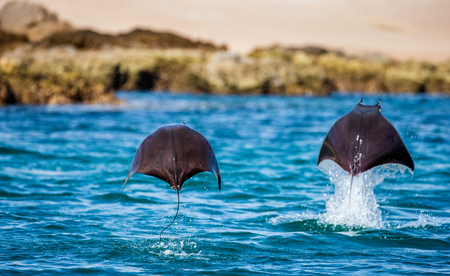 Mobula rays are jumps out of the water. Mexico. Sea of ??Cortez. California Peninsula. An excellent illustration.の写真素材