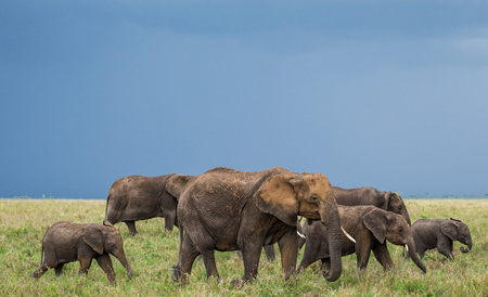 Group of elephants in the savannah. Africa. Tanzania. Serengeti National Park.の写真素材