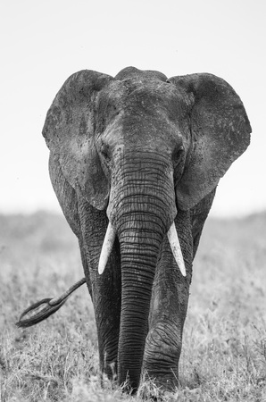 Big elephant in the savanna. Africa. Tanzania. Serengeti National Park.の写真素材